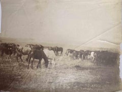 Old Days – Pferde im toskanischen Maremma – Vintage-Foto – Mitte des 20. Jahrhunderts