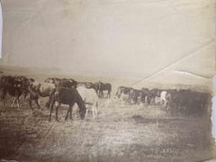 Vieux jours - Chevaux dans le Maremma toscan - Photo vintage - Milieu du 20e siècle