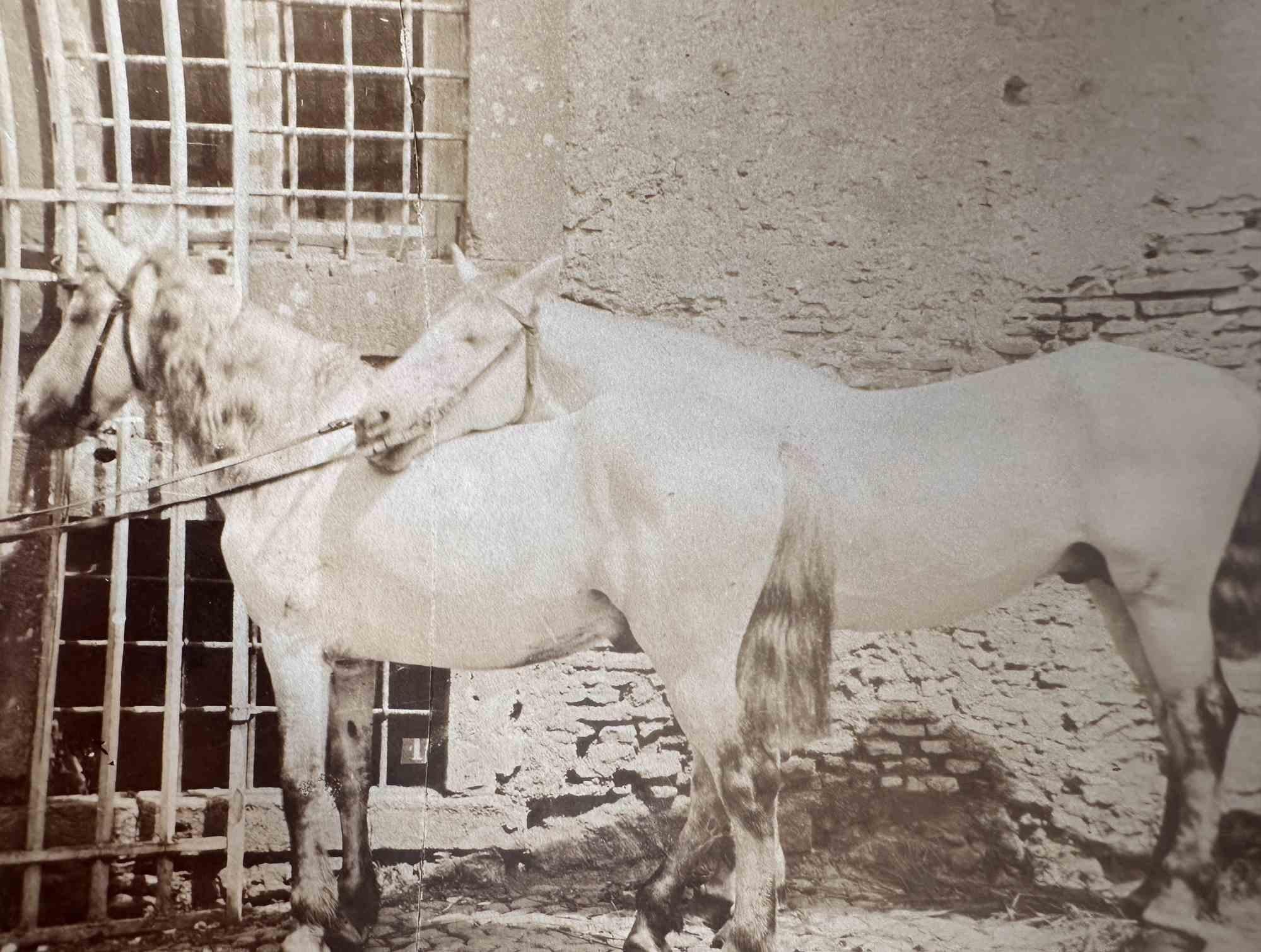 Unknown Figurative Photograph - Old Days  - Horses - Vintage Photo - Early 20th Century