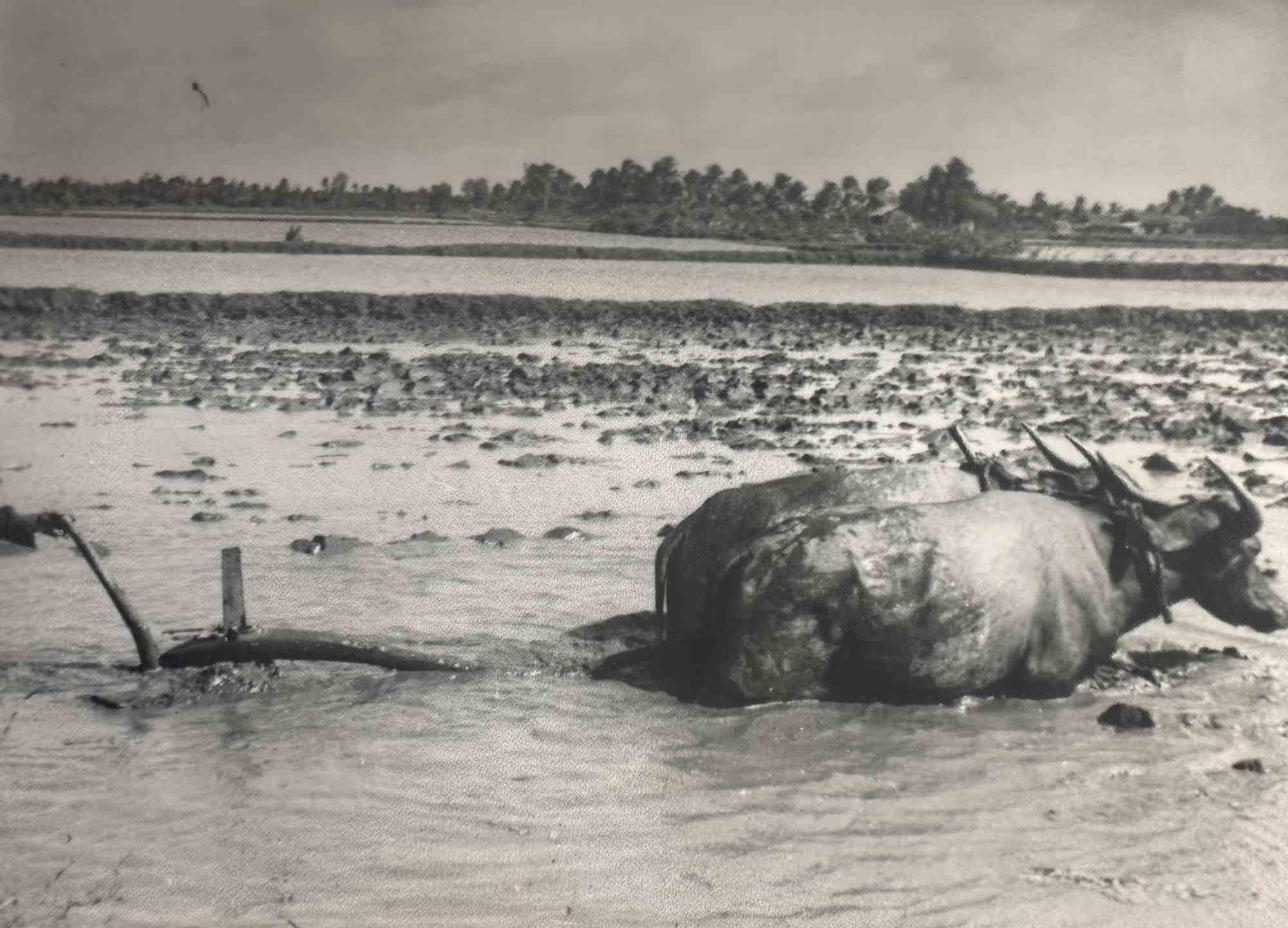Alte Tage  „Oxen in the Swamp“ – Vintage-Foto – Oxen im Wald – frühes 20. Jahrhundert