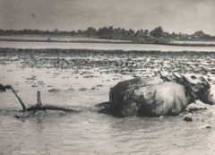 Alte Tage  „Oxen in the Swamp“ – Vintage-Foto – Oxen im Wald – frühes 20. Jahrhundert