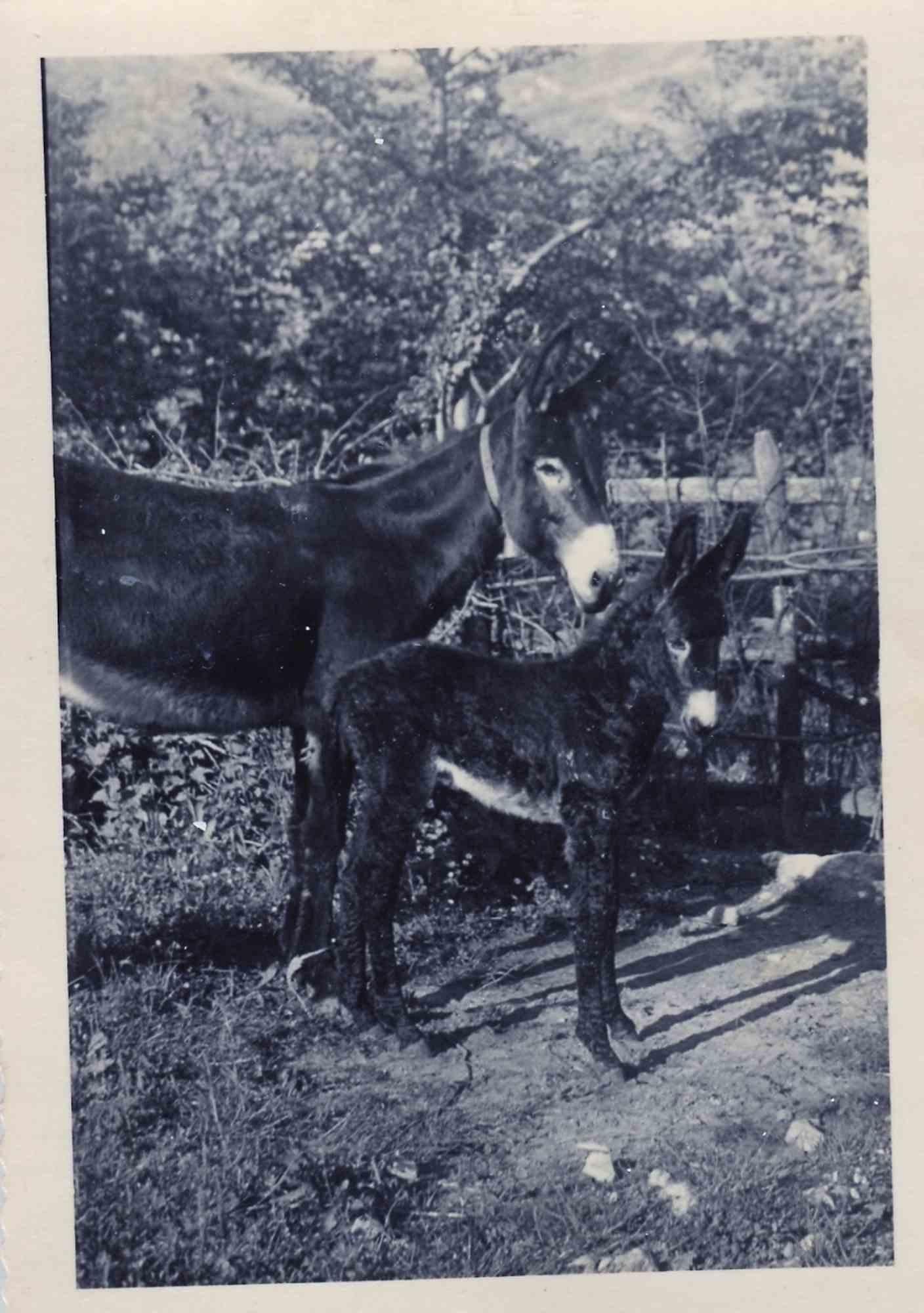 Unknown Figurative Photograph - Old days Photo - Donkeys - Vintage Photo - Mid-20th Century