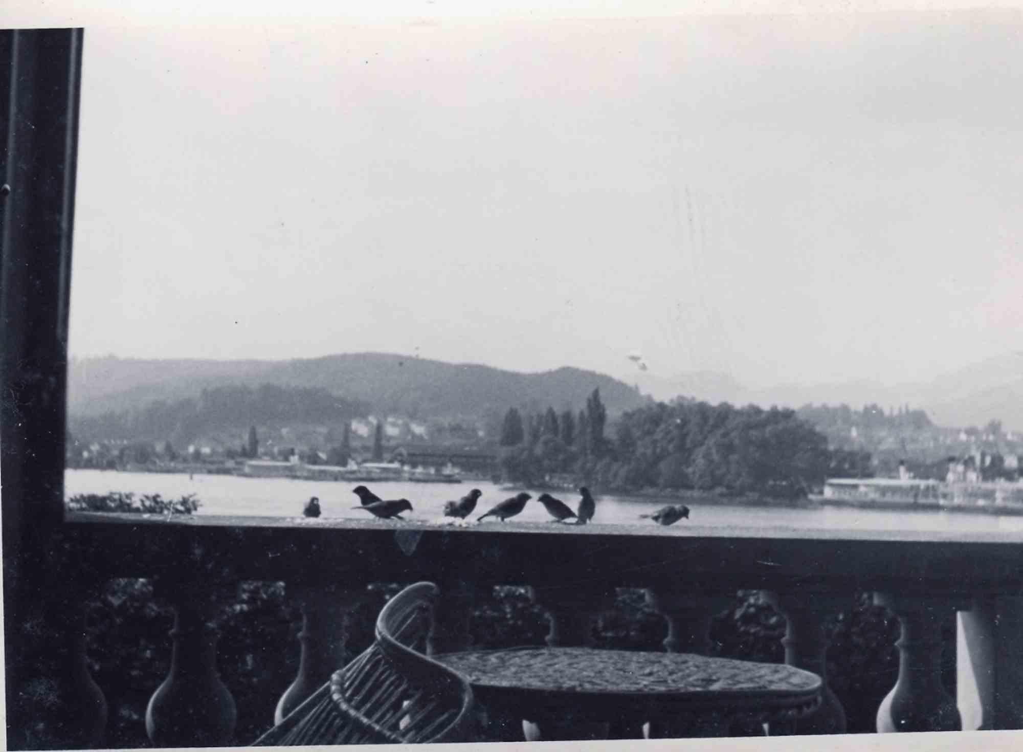 Unknown Figurative Photograph - Old days Photo - Morning Birds - Vintage Photo - Early 20th century
