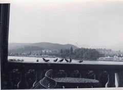 Photo d'antan - Oiseaux du matin - Photo vintage - Début du 20e siècle