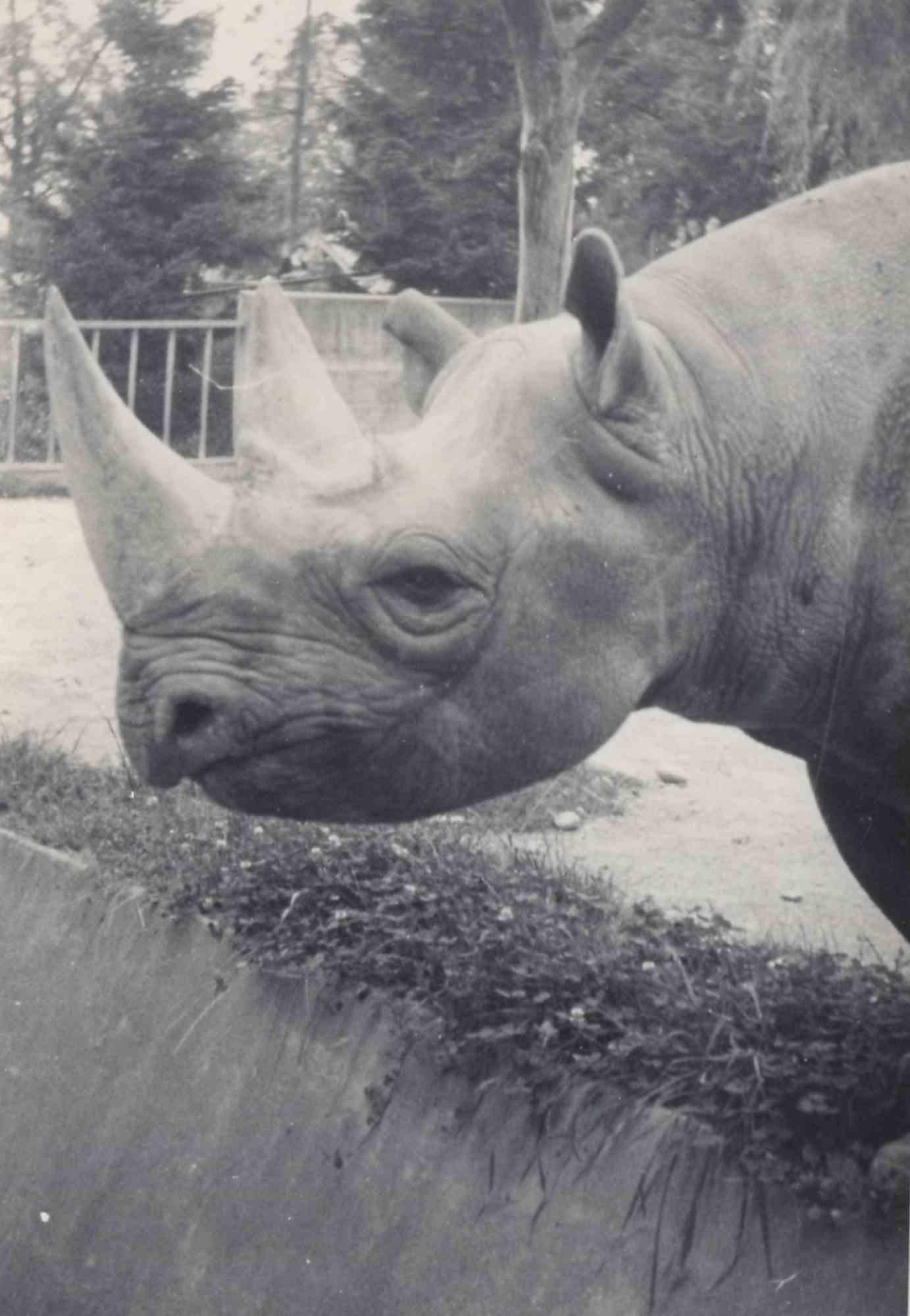Unknown Landscape Photograph – Old days Foto – Südafrikanische Rhinoceros – Vintage-Foto – frühes 20. Jahrhundert