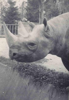 Old days Foto – Südafrikanische Rhinoceros – Vintage-Foto – frühes 20. Jahrhundert