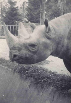 Old days Photo -Southern Rhinoceros - Vintage Photo - Early 20th century