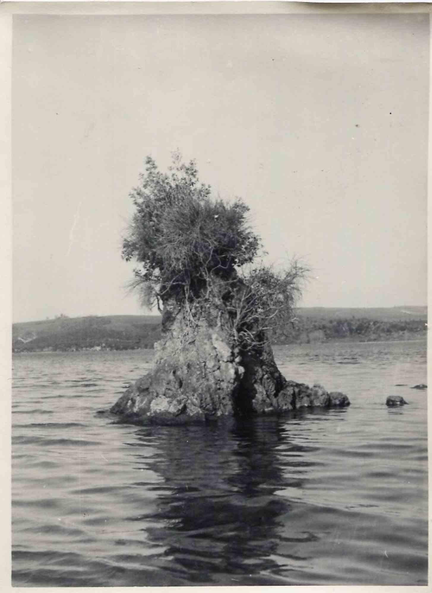 Unknown Figurative Photograph – Old days Foto – Der Baum – Vintage-Foto – Mitte des 20. Jahrhunderts