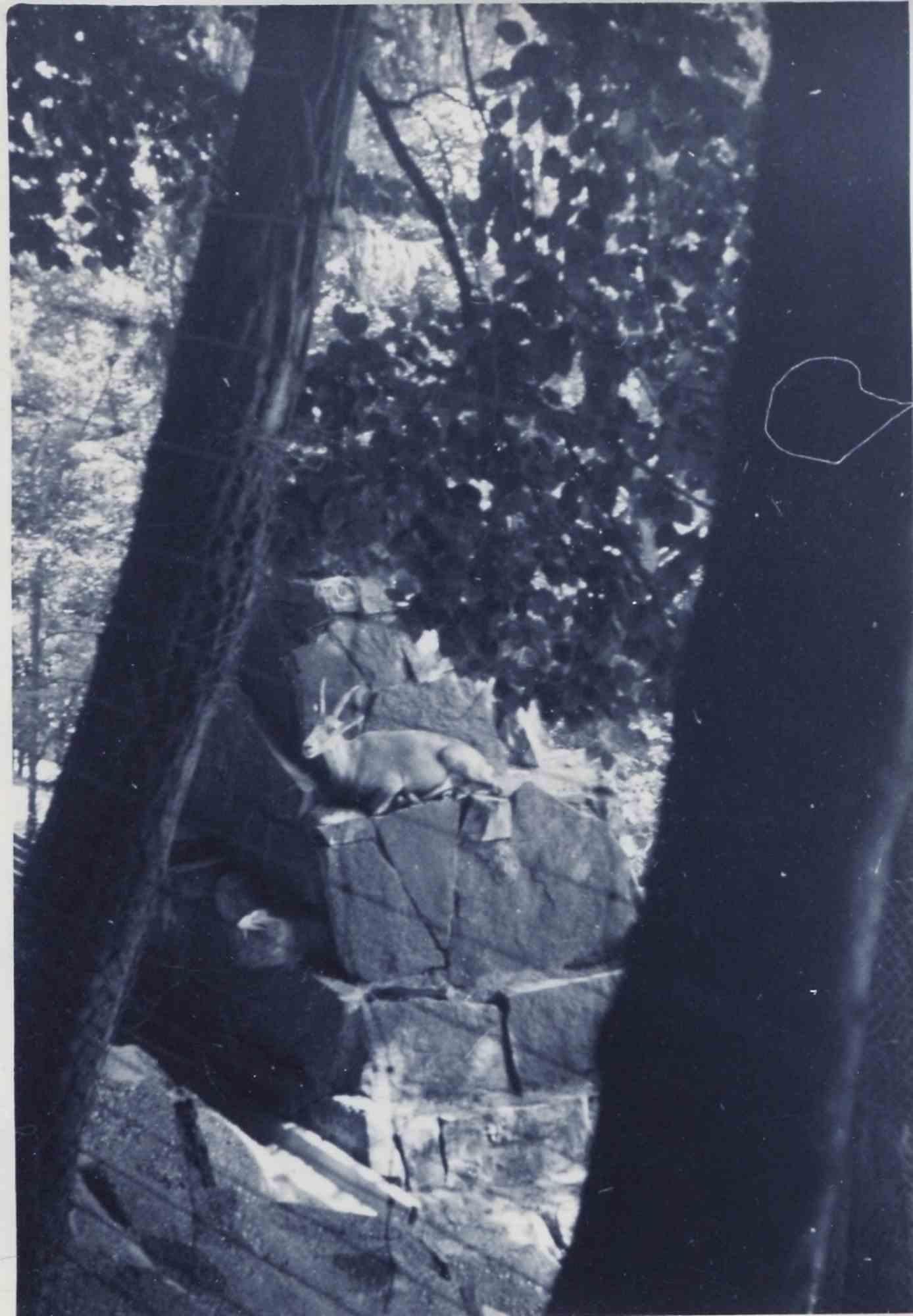 Unknown Landscape Photograph – Old days Foto – Bäume und Ibex – Vintage-Foto – Mitte des 20. Jahrhunderts