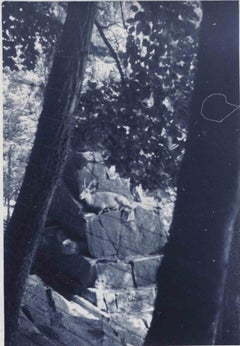 Old days Photo -Trees and Ibex - Retro Photo - Mid-20th Century