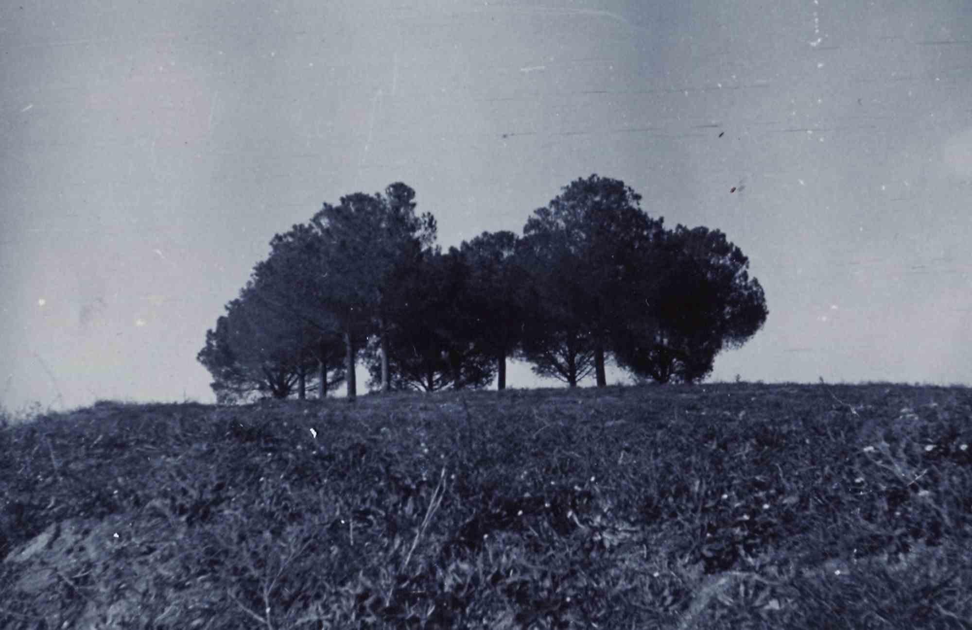 Unknown Figurative Photograph – Old days Foto – Bäume-Szenery – Vintage-Foto – Mitte des 20. Jahrhunderts