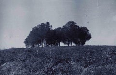 Old days Photo - Trees Scenery - Vintage Photo - Mid-20th Century