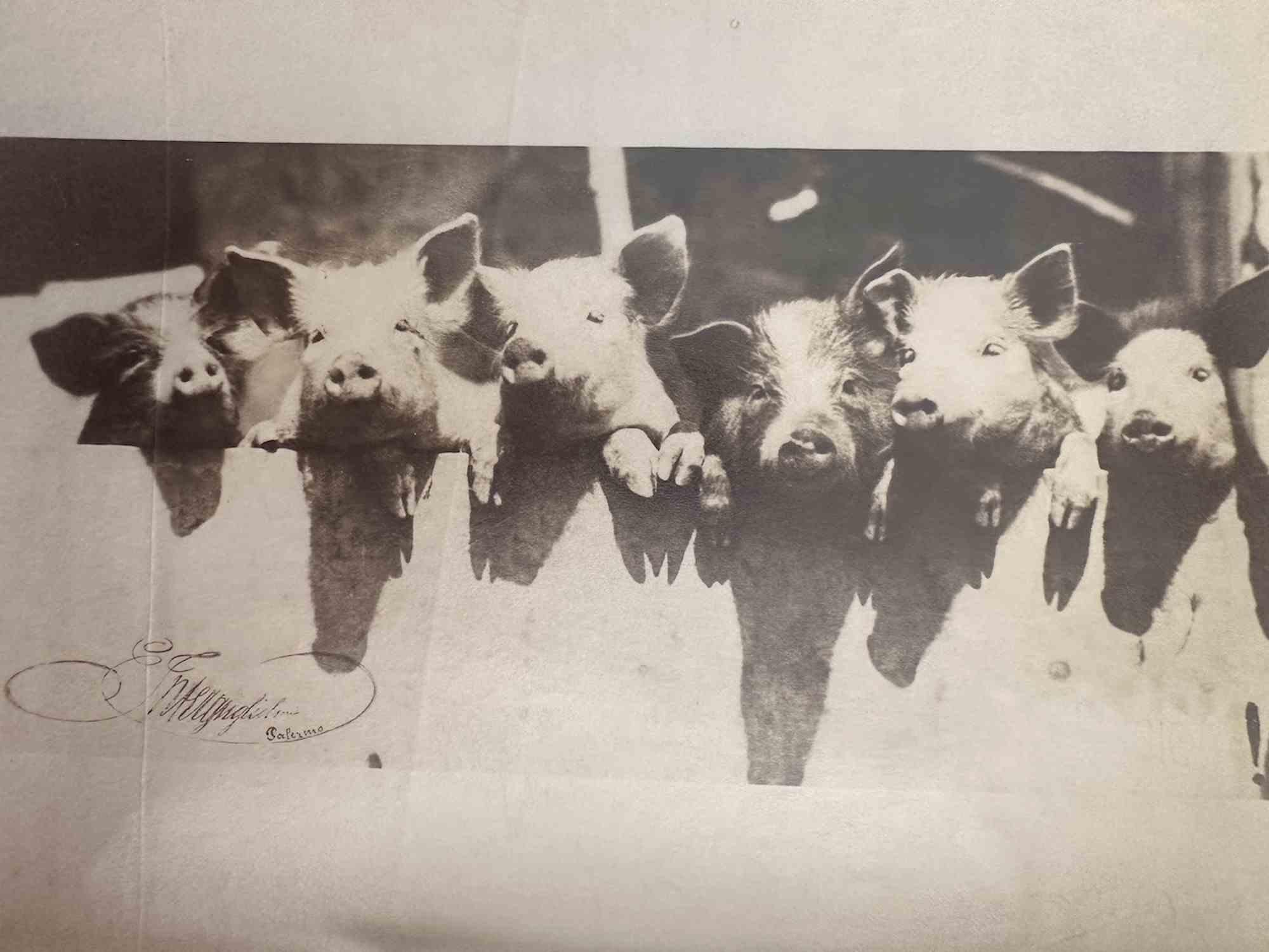 Unknown Figurative Photograph - Old Days  - Pigs - Vintage Photo - Early 20th Century