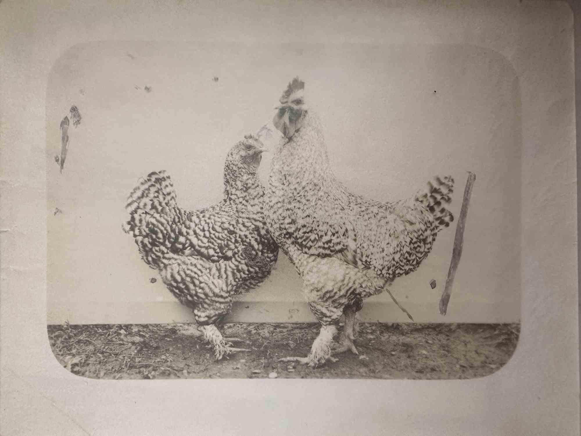 Unknown Figurative Photograph - Old Days  - Roosters - Vintage Photo - Early 20th Century