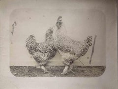 Old Days  - Roosters - Antique Photo - Early 20th Century