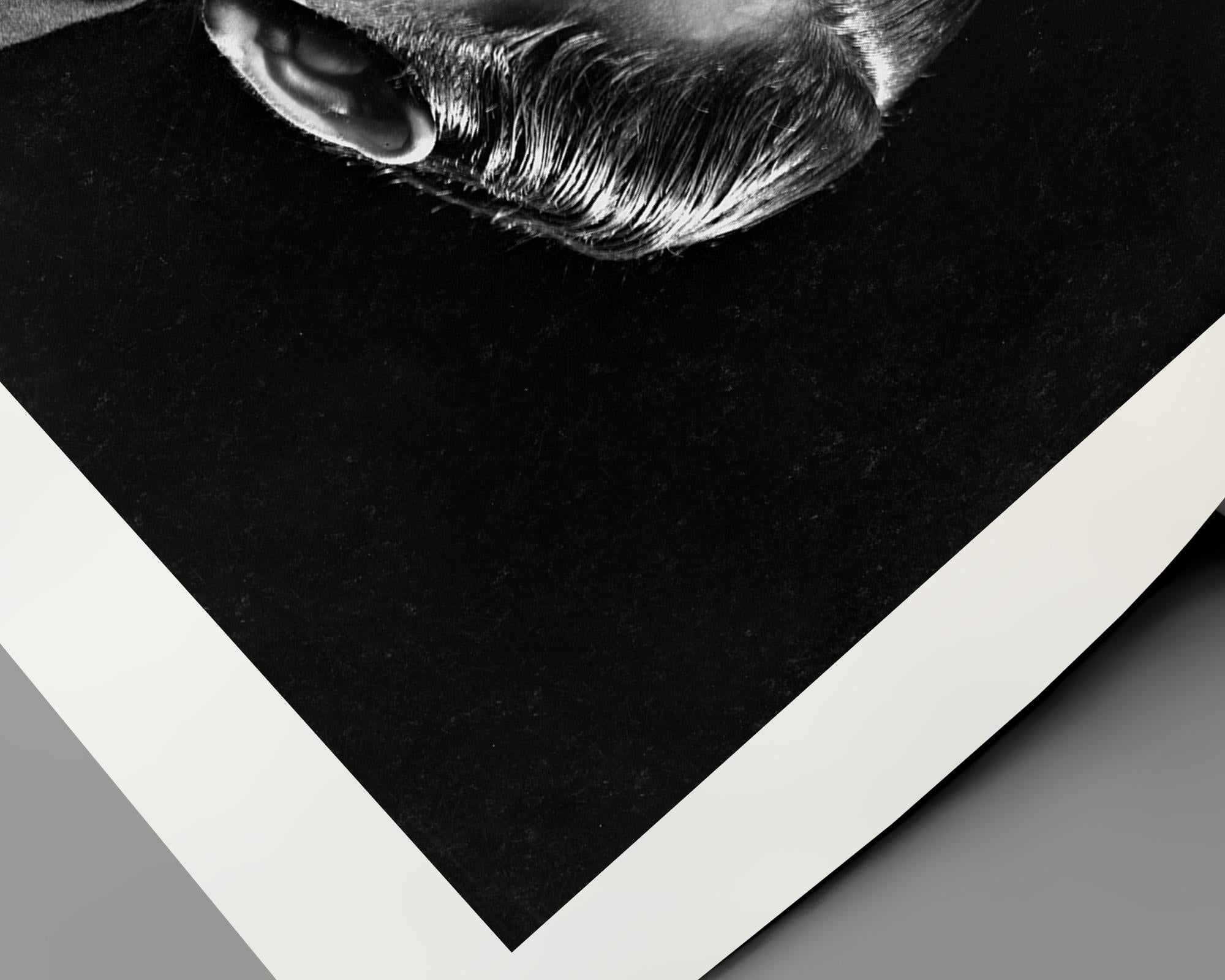 Orson Welles Porträt (Zeitgenössisch), Photograph, von Unknown
