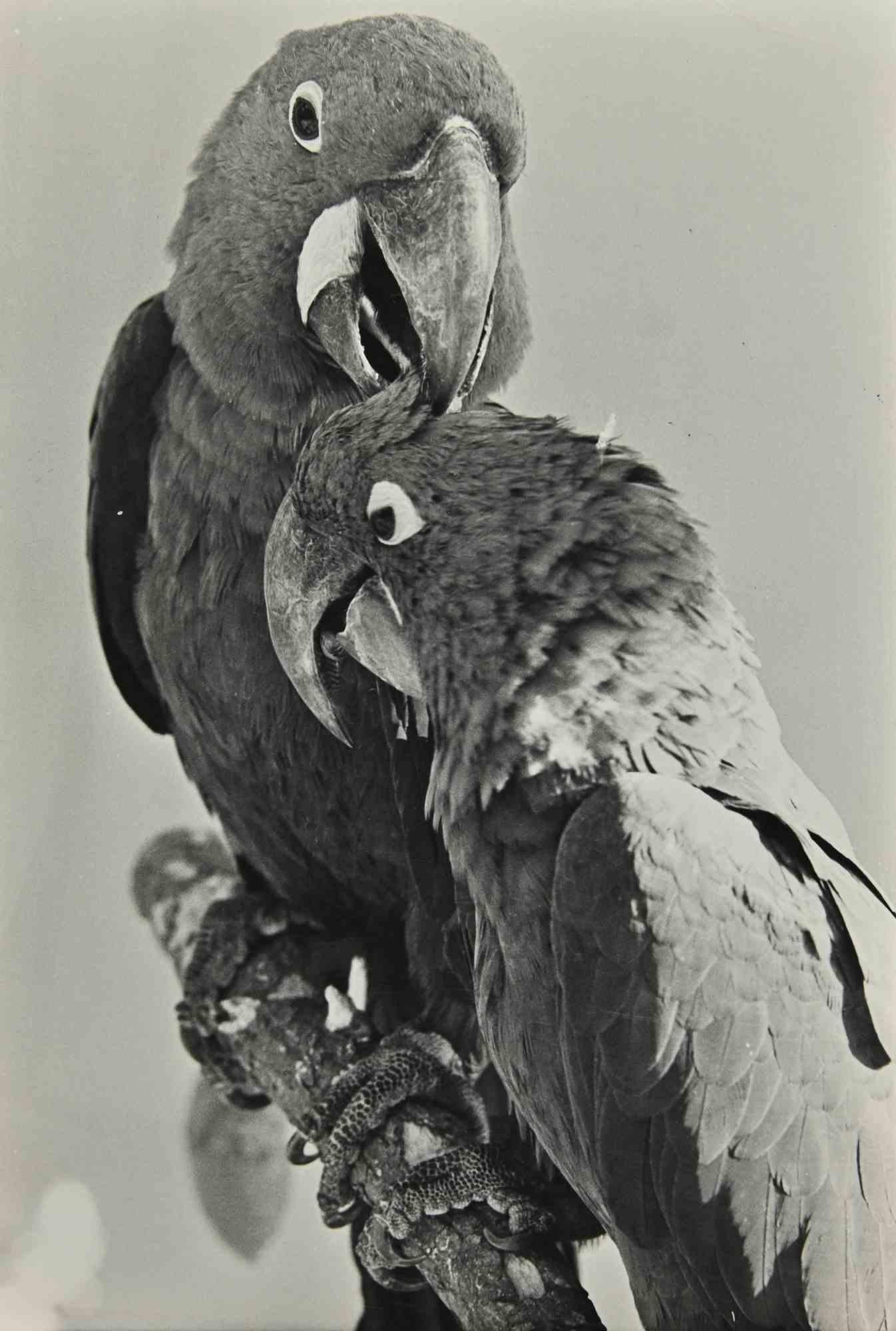 Unknown Figurative Photograph – Papagei – Vintage-Fotografie – 1960er Jahre