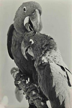 Papagei – Vintage-Fotografie – 1960er Jahre
