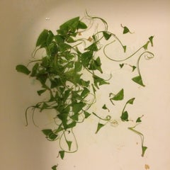 "Peapod decapitato"