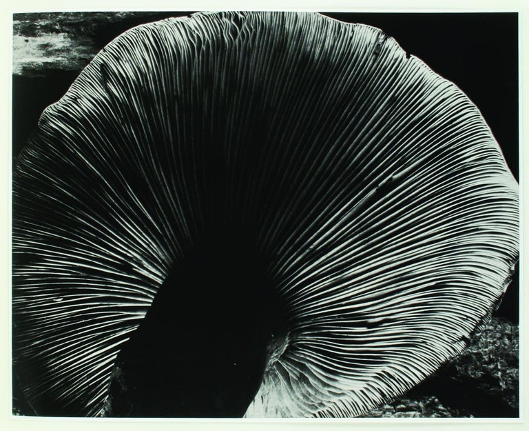 Unknown Photographs from the Collection of the Gilman Paper Company