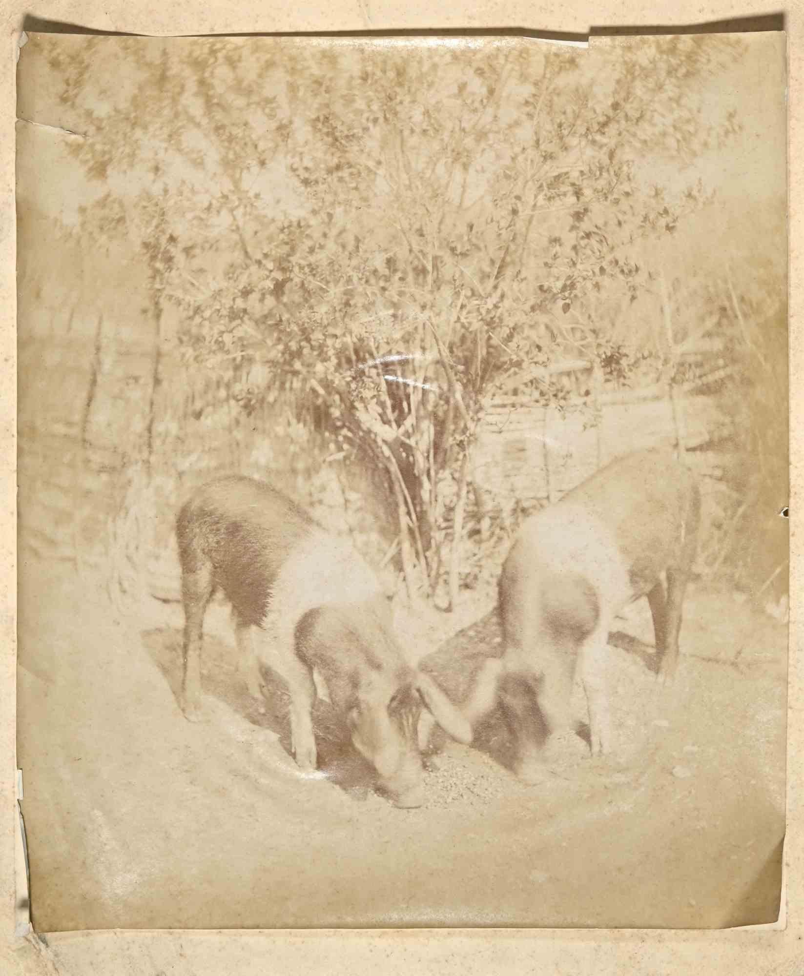 Unknown Figurative Photograph – Pigs – Vintage-Fotografie – frühes 20. Jahrhundert