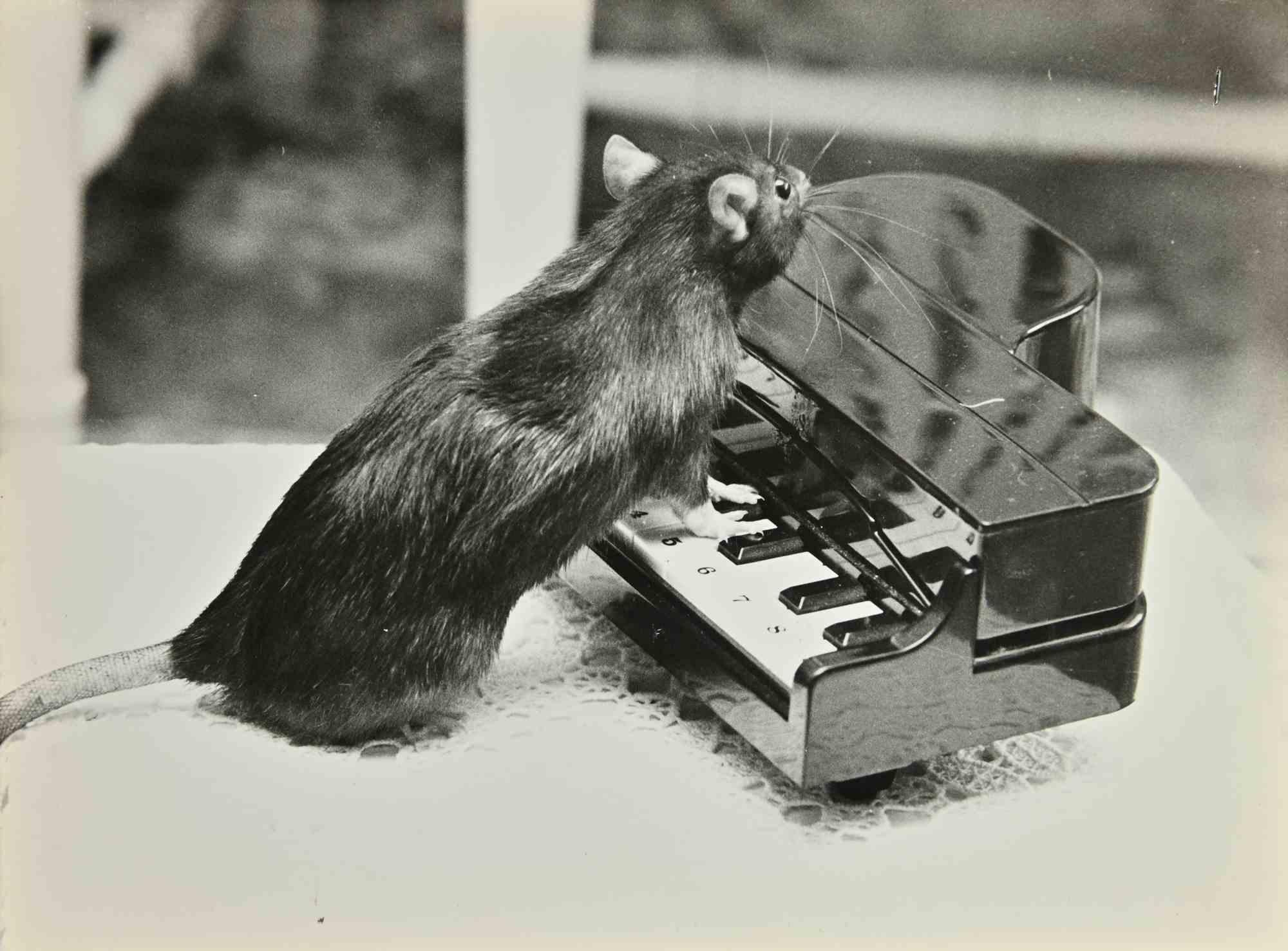 Unknown Figurative Photograph - Playing Mouse - Photograph - 1960s