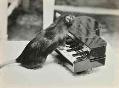 Vintage Playing Mouse - Photograph - 1960s