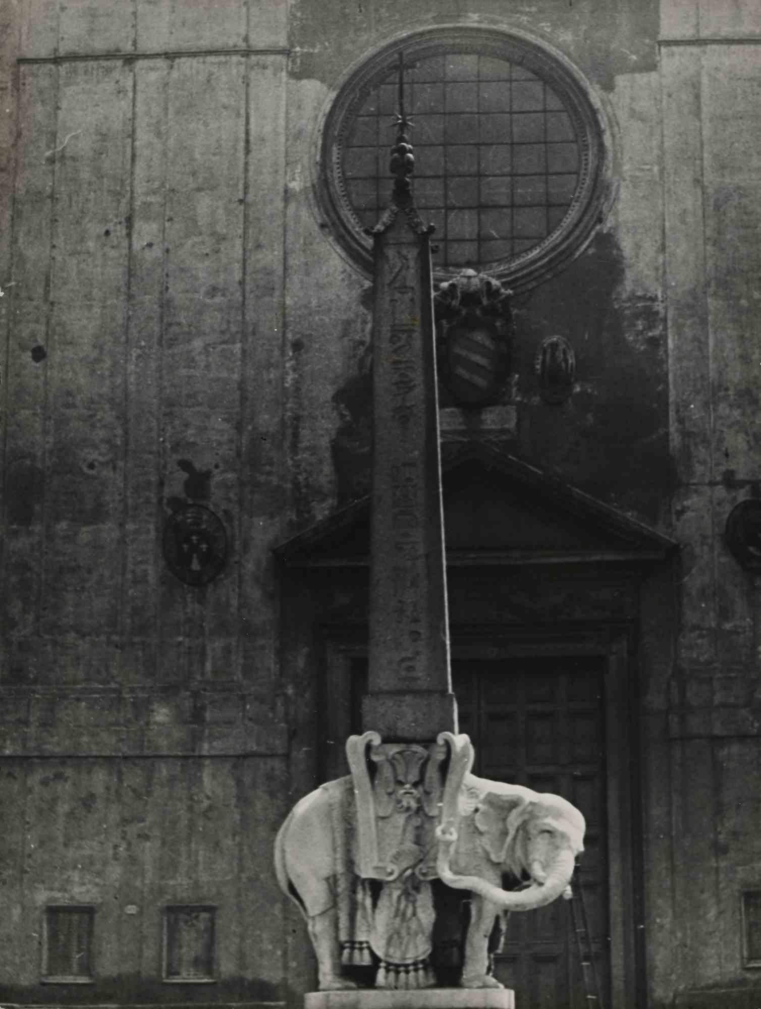 Unknown Portrait Photograph - "Pulcino della Minerva" - Vintage Photo - Mid 20th Century