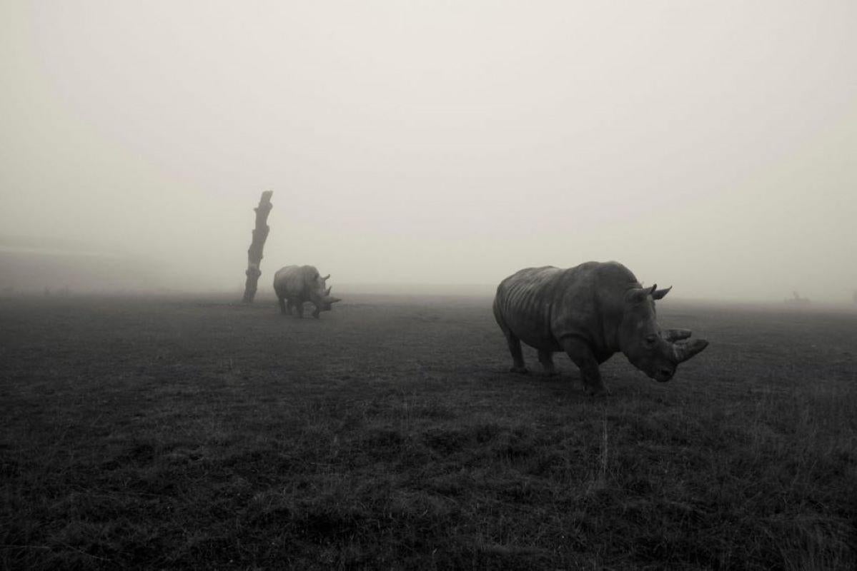 Unknown Black and White Photograph - Rhinos In The Mist  (2014)  Print - Oversized