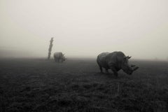 Nashörner im Nebel  (2014)  Druck in Übergröße 