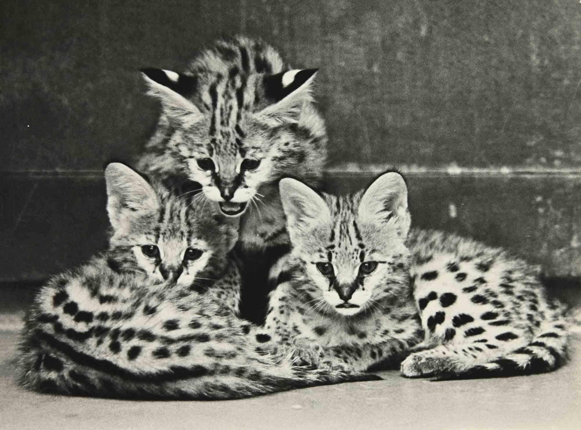 Unknown Figurative Photograph - Savannah Cat - Vintage Photograph - 1960s