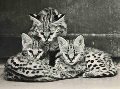Savannah Cat - Vintage Photograph - 1960s