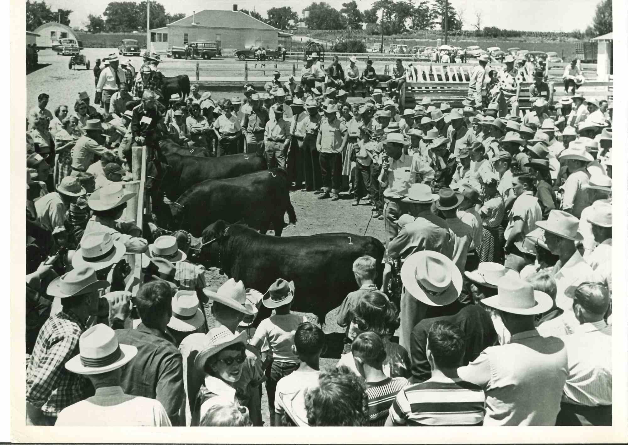 Methode de ferme scientifique - Photographie américaine vintage - Milieu du XXe siècle