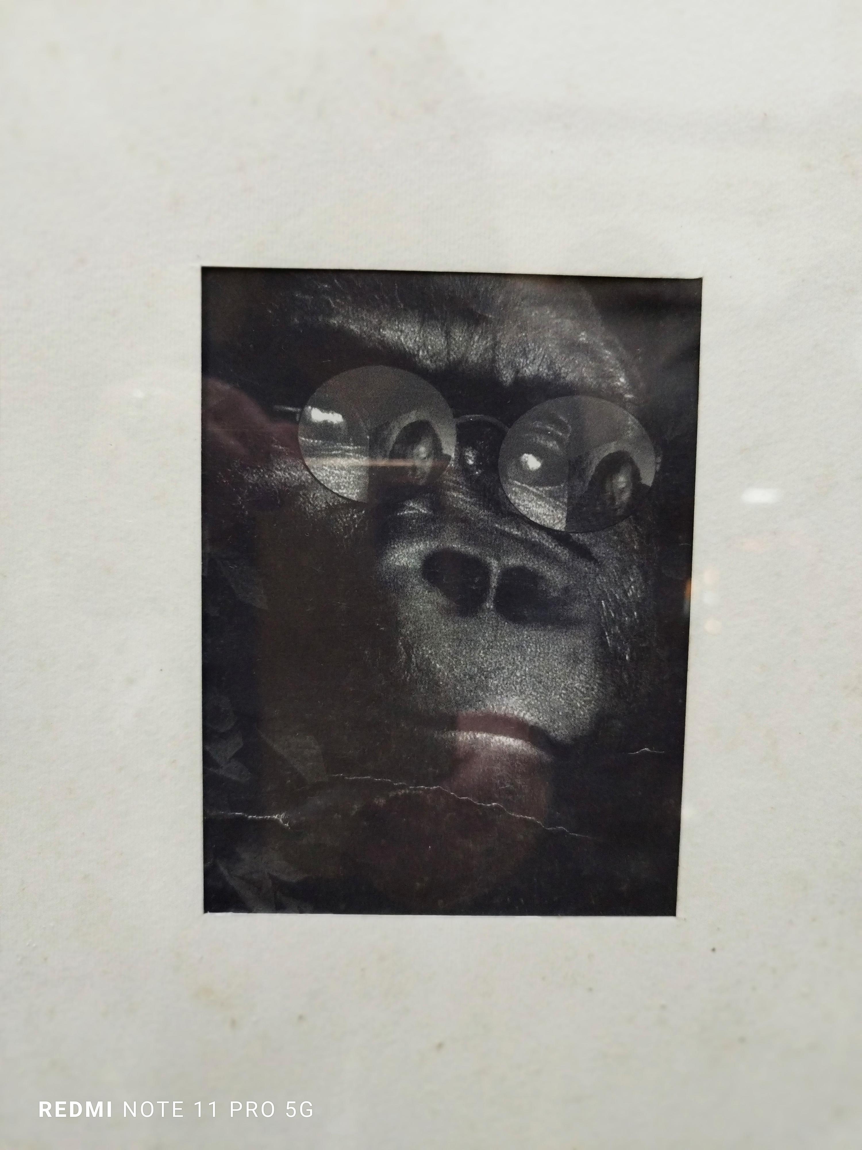 'SCIMPANZE' WITH EYES - Black and white photograph Italy 1970s - Gray Black and White Photograph by Unknown