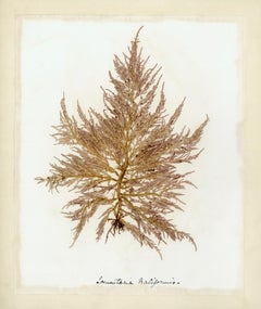Esemplare di alga, Lomentaria Baileyana