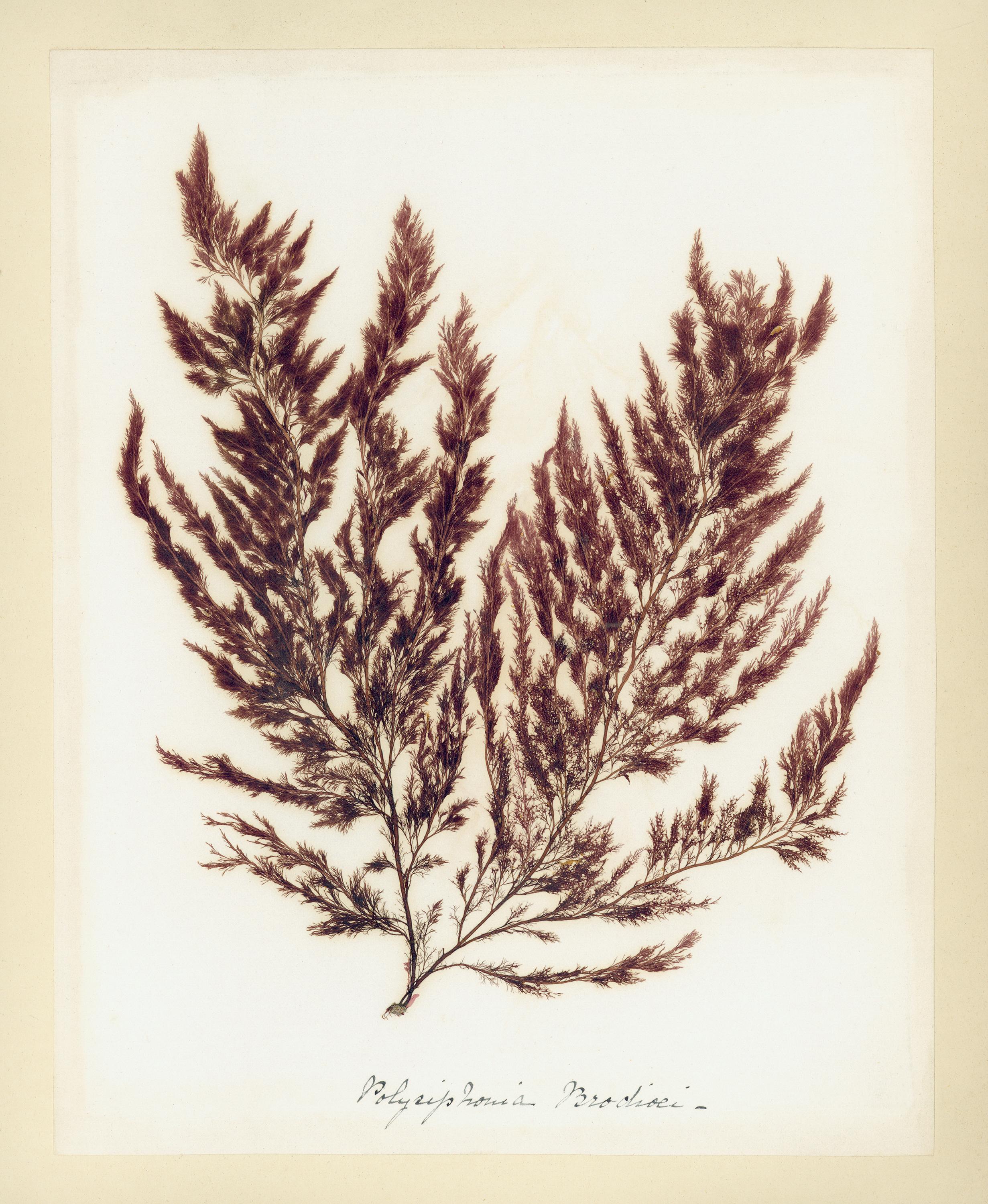 Unknown Still-Life Photograph - Seaweed Specimen, Polysiphonia Brodiei