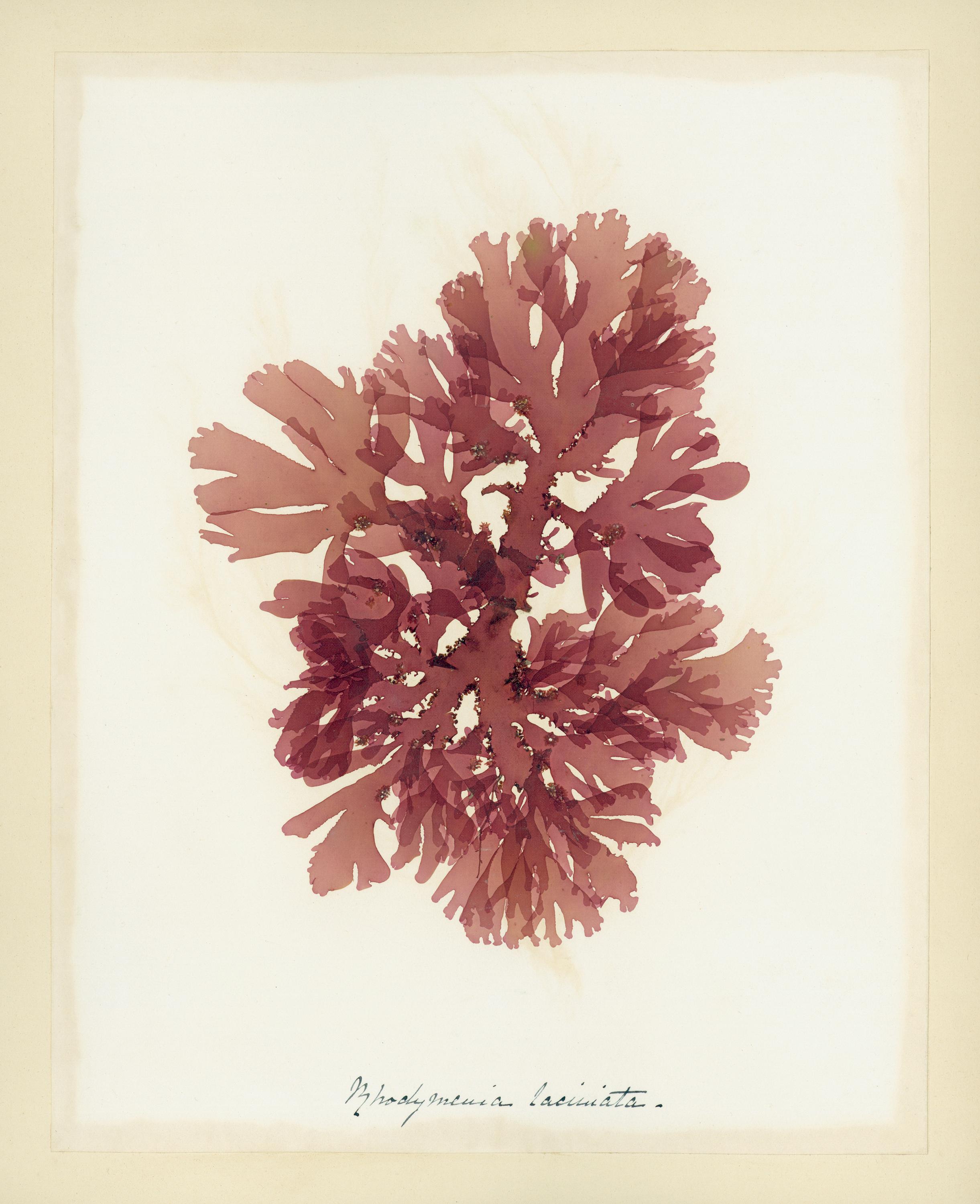 Unknown Still-Life Print - Seaweed Specimen, Rhodymenia Laciniata