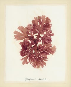 Seaweed Specimen, Rhodymenia Laciniata