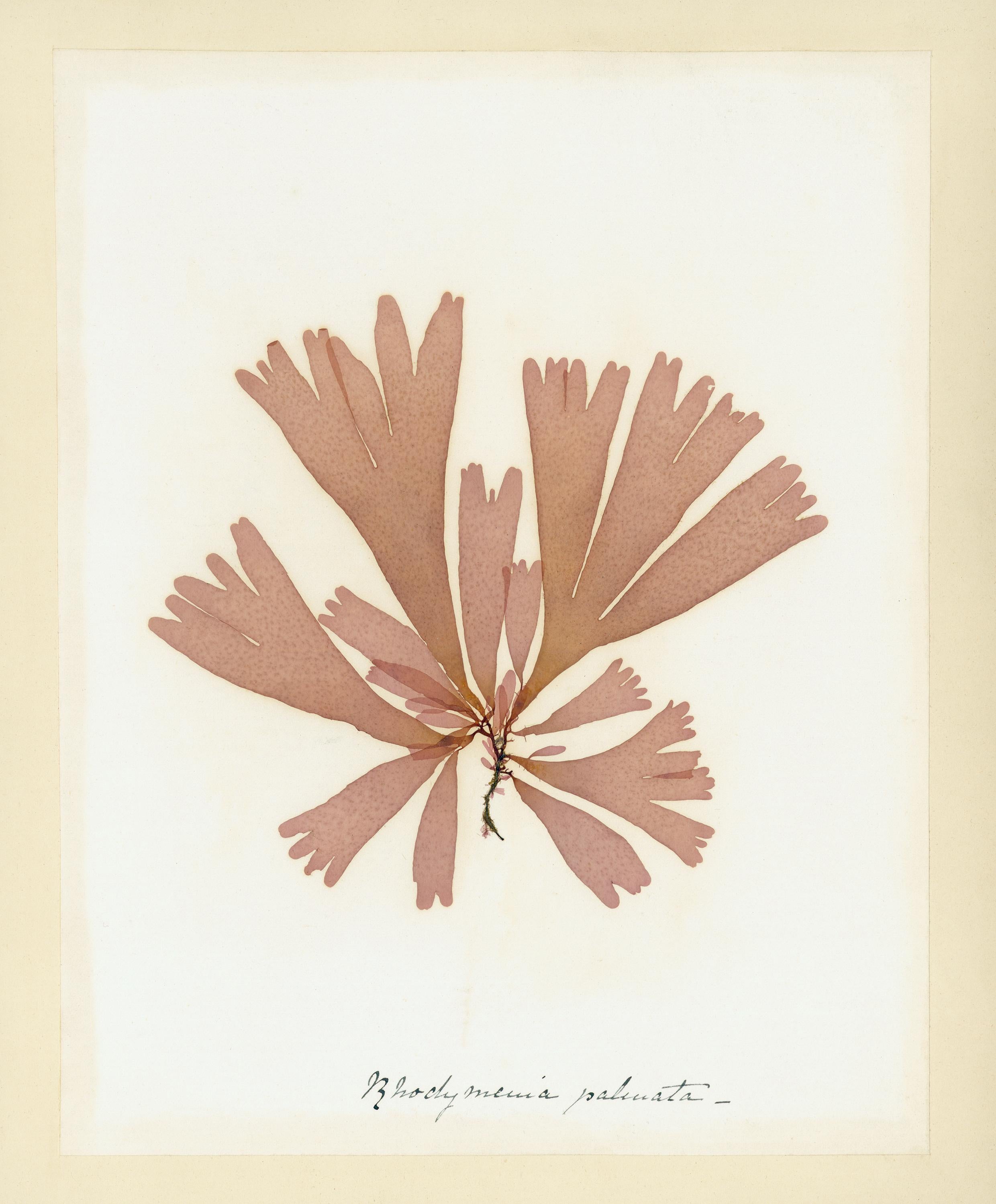 Unknown Still-Life Print - Seaweed Specimen, Rhodymenia Palmata
