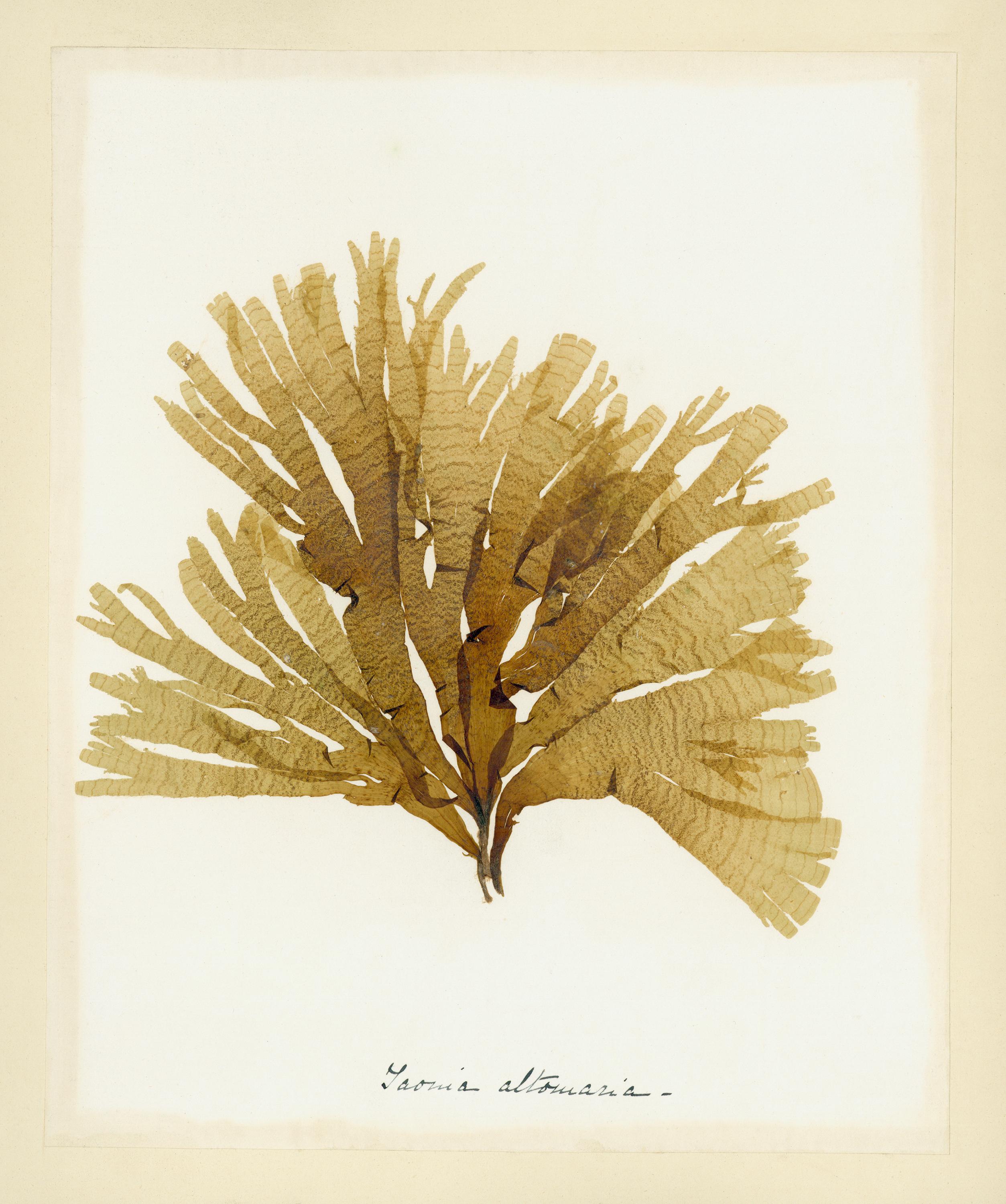 Unknown Still-Life Print - Seaweed Specimen, Taonia Atomaria