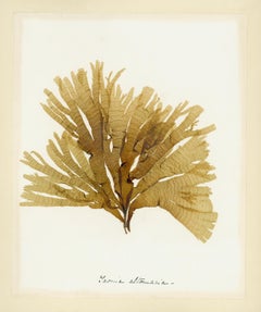 Seaweed Specimen, Taonia Atomaria