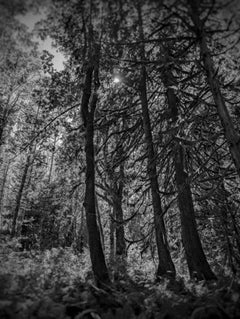 Shining Through, Fotografía de Joseph Rossano, 2024