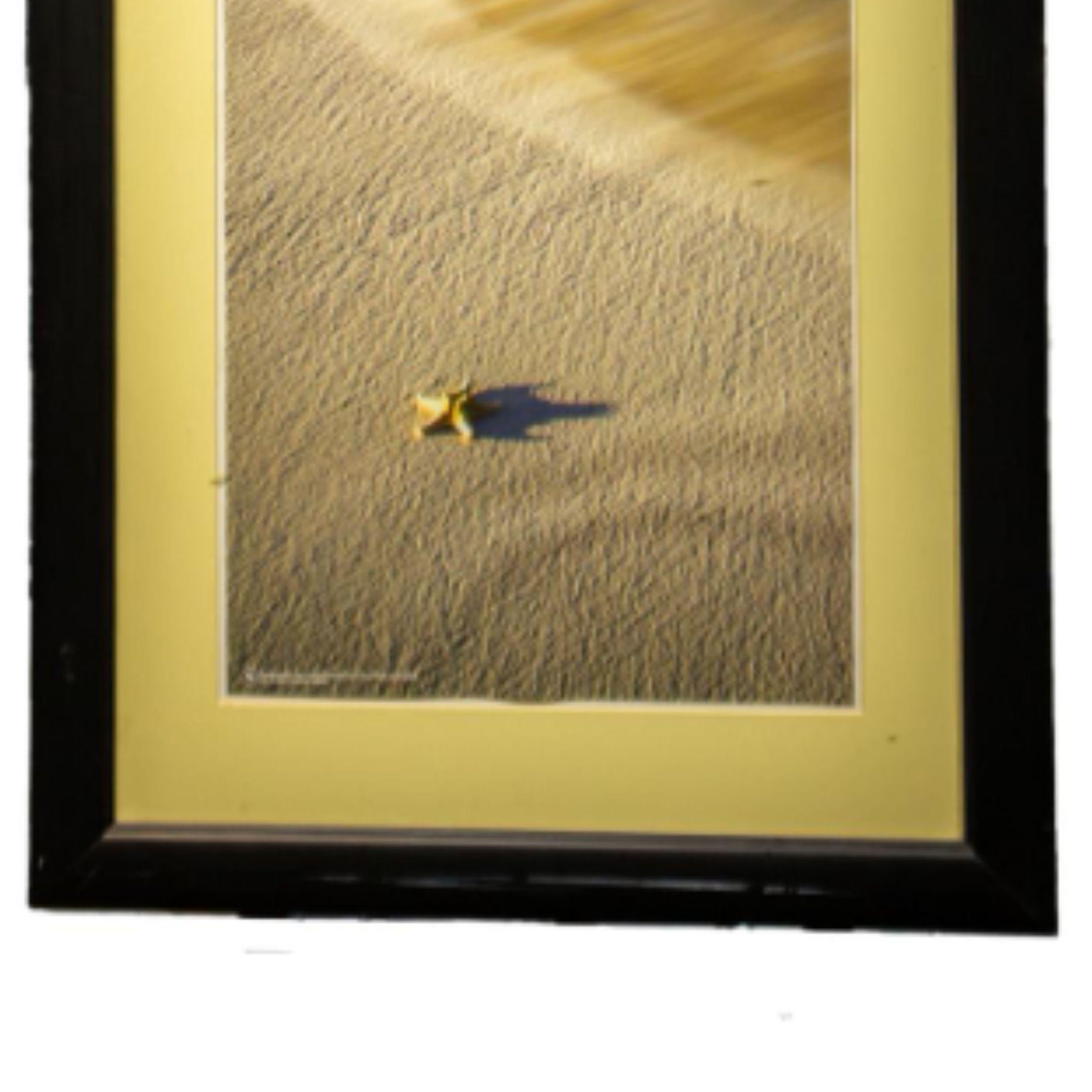 Star Fish on the Beach For Sale 5