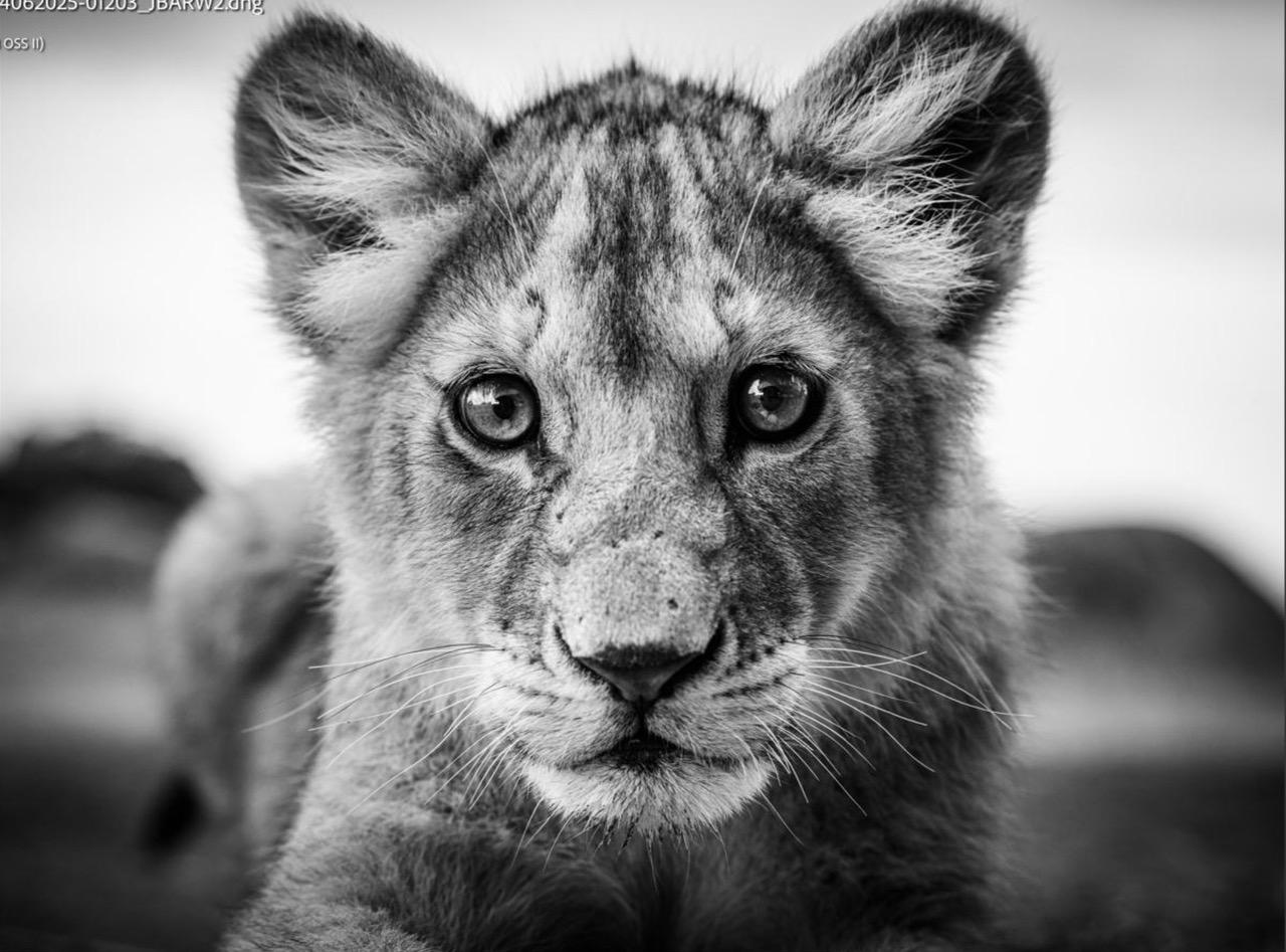 Animal Photography