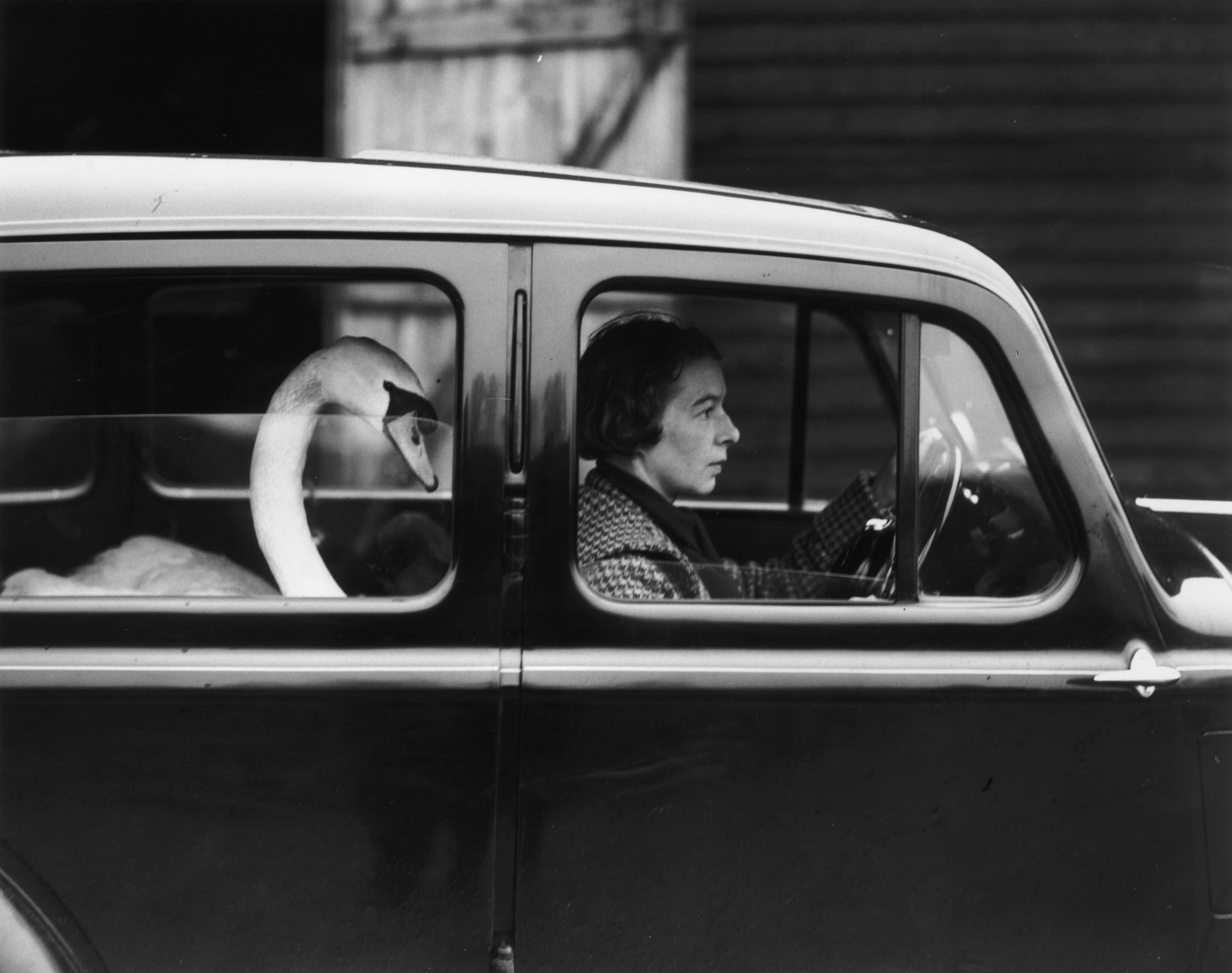 Unknown Black and White Photograph - 'Swan in Car' Limited Edition Photograph by Getty Images Gallery, 20x16