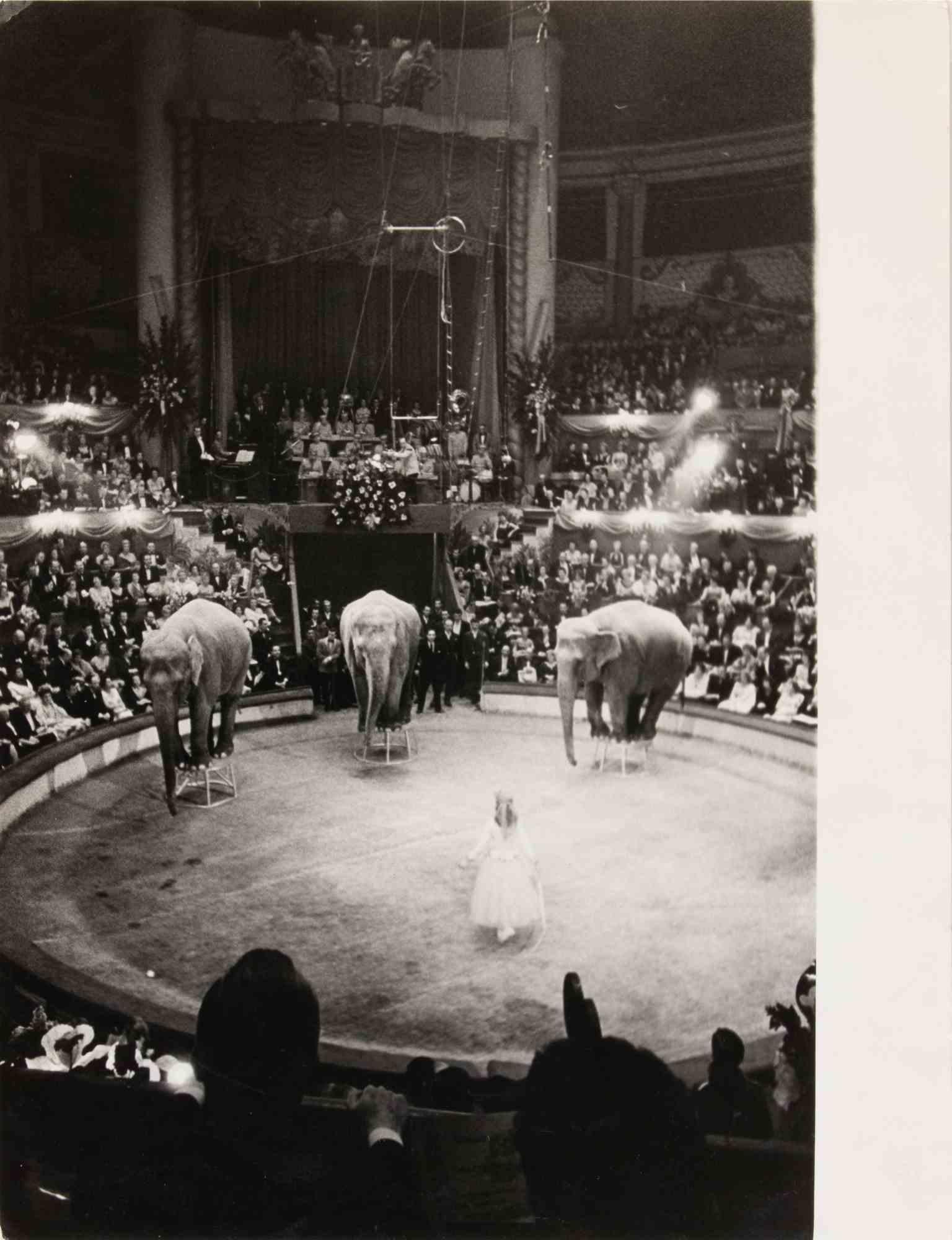 Figurative Photograph de Unknown - Los elefantes en el circo - Fotografía de época - Años 50
