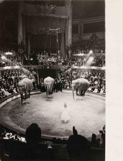The Elephants at the Circus - Vintage Photograph - 1950s