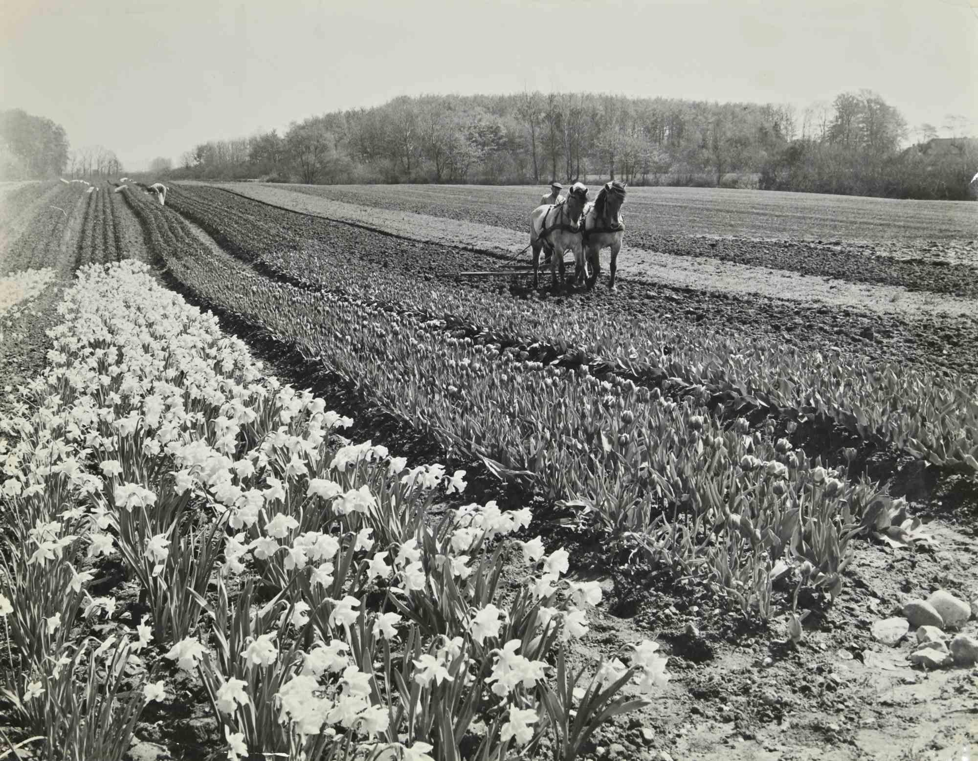 The Field - Photographie vintage, années 1960