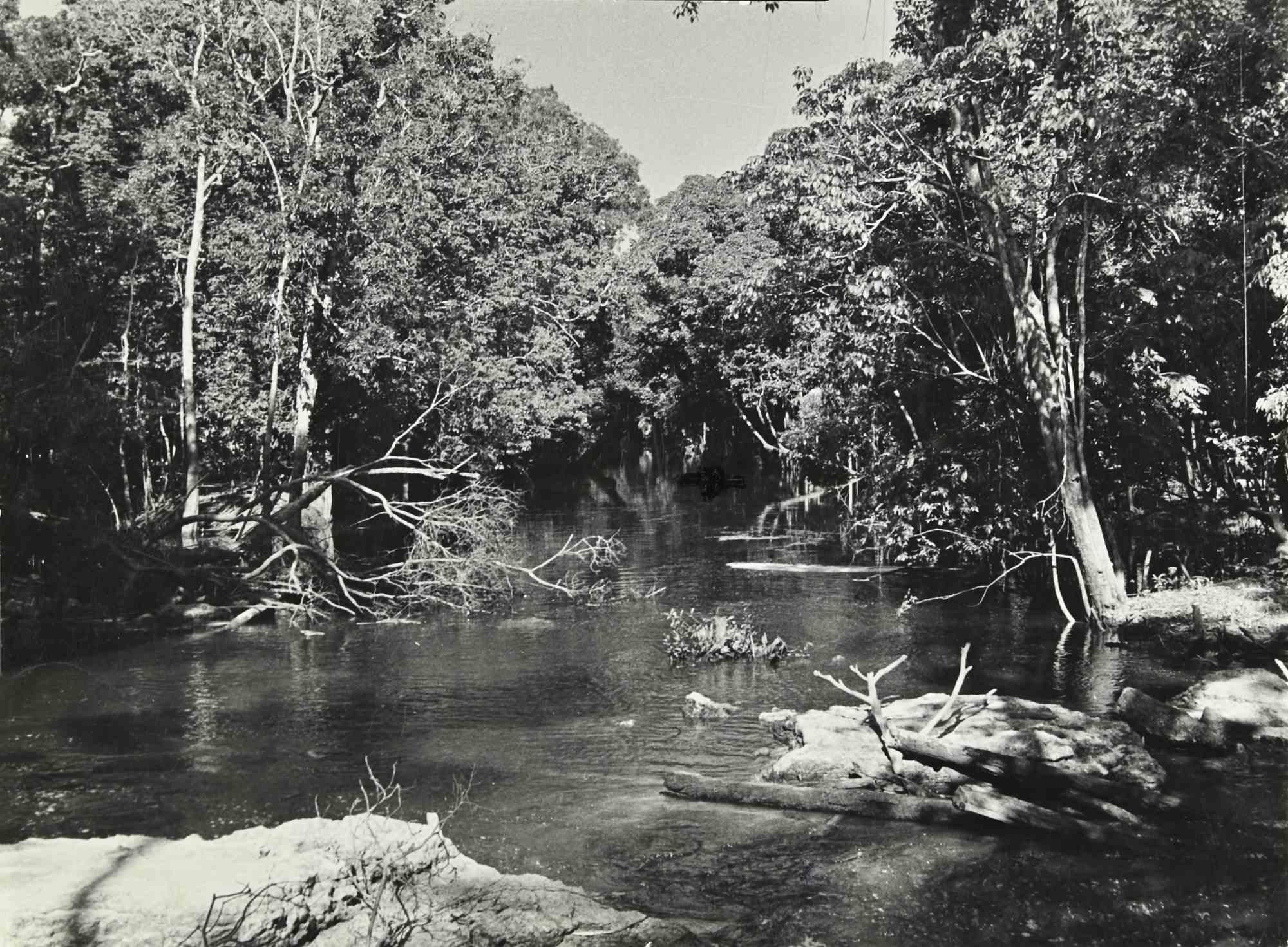 Landscape Photograph de Unknown - Los bosques del Amazonas -  Foto - Principios del siglo XX