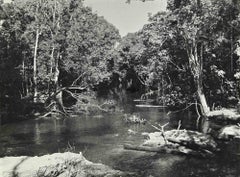 Los bosques del Amazonas -  Foto - Principios del siglo XX
